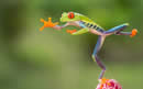 jumping frog