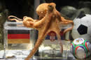 Paul the octopus